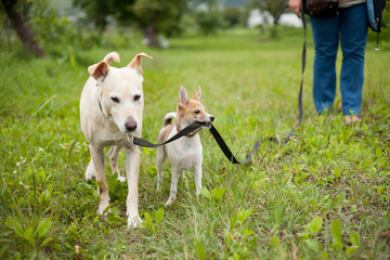 two dogs playing in the park. The dog holds the leash of another dog in his teeth. Funny dogs