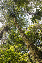 Fototapeta premium Baumfarn im brasilianischen Regenwald, Untersicht