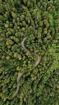 Ariel shot of a curvy narrow road in the middle of the forest surrounded by trees