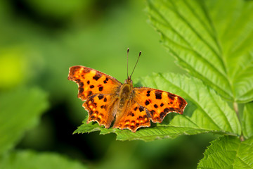 Details eines C-Falters, Schmetterling