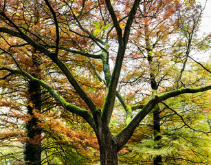 Fototapeta premium Ein mit Moos bewachsener Baum im Herbstwald