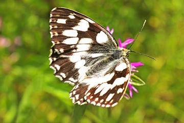 marbled white butterfly on a pink blossom