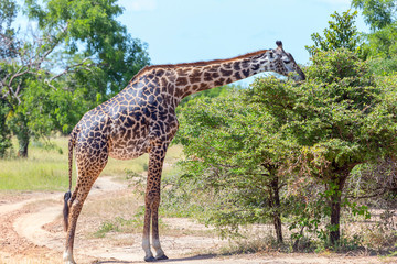 single Giraffe in game reserve wildlife