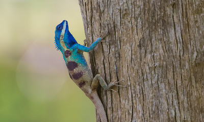 Close-up detail of blue chameleon head on the trees, A large species of chameleon in Thailand. changing color lizard, Iguana head-Image