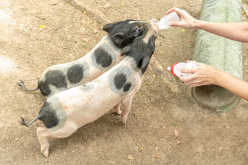 Feeding piglets with bottle of milk.