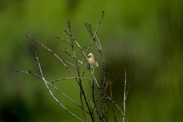 Bright-headed Cisticola singing on branches