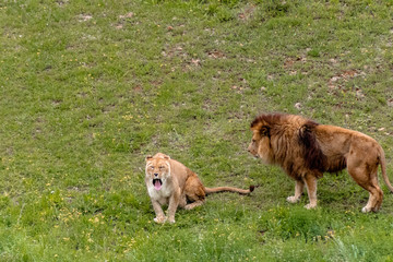 some lions resting in their enclosure above the green grass