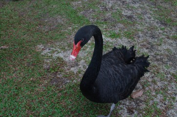 black swan on grass