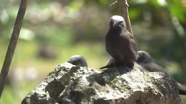 Stupid grey tern in the wild