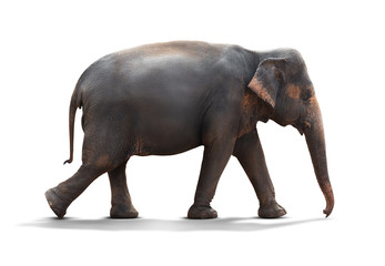 Young elephant walking on the ground isolated on white background with clipping path © fotoslaz