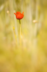 Obraz premium Klatschmohn