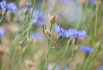 Close up of cornflowers. Selective focus. Plant background.