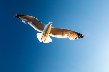 Seagull hovers over the waters of lake Baikal
