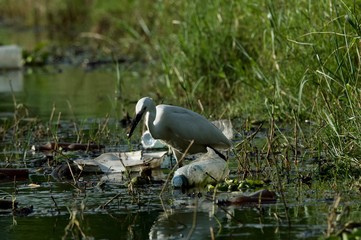Little Egret Fishing Surrounded with Rubbishes