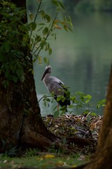Asian Openbill near a lake