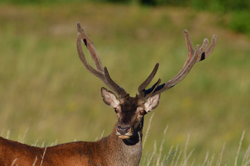 portrait of a head deer with antlers on a meadow in spring