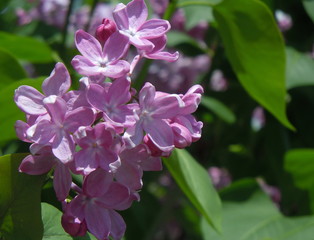 pink flowers in the garden