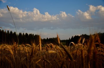 field in the eveningsun