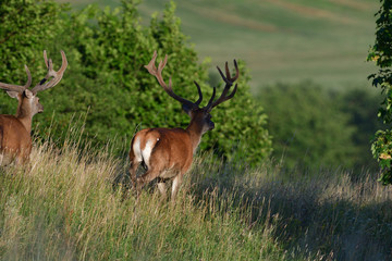 Deer stag with growing antlers walking on the meadow and grazing grass