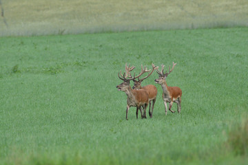 herd of deer with antlers running down the meadow towards the forest