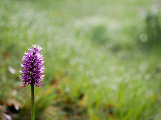 Wild Orchid commonly knowm as Monkey Orchid (Orchis Simia) over an out of focus green background