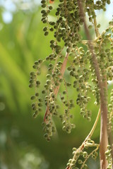 close up of Borassus Tree
