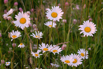 background with daisies and fresh green grass