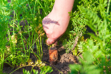 woman farmer pulls ripe carrots out of the ground, harvesting crops on a farm