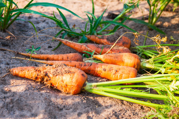 Several ripe carrots lie on the ground surrounded by greenery.