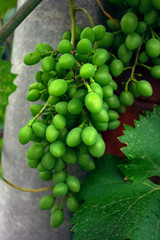 Young green grapes. Wine. The young leaves of grapes.