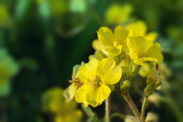 bouquet of yellow summer flowers on the background of green foliage