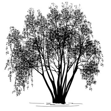 recommend clip art: Willow (Salix alba L.) silhouette with leaves in the summer