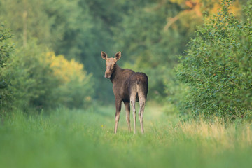 Moose cow (Alces alces) on a forest trail