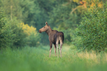 Moose cow (Alces alces) on a forest trail