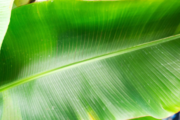 Green banana leaf background abstract