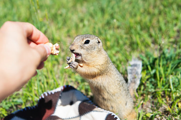 Gopher or ground squirrel eating unpeeled peanut from the hand of the guy during a picnic on the grass