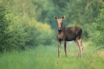 Moose cow (Alces alces) on a forest trail