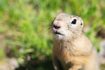 Naklejka na ściany i meble Close-up of cute gopher or ground squirrel in a green grass field with a blurred background and copy space