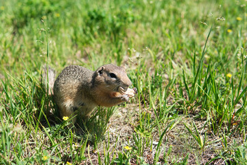 Little cute gopher trying to eat a whole peanut on the green field with unfocused backdrop. copy space.