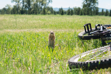Cute gopher on the green field stands at attention near the bike.  