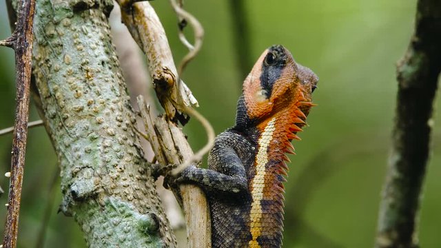 Emma Gray forest lizard on a tree during the breeding season.