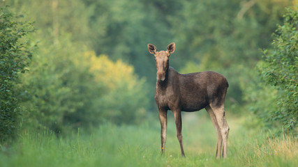 Moose cow (Alces alces) on a forest trail