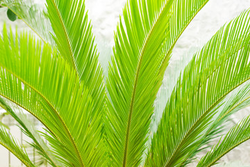 Green banana leaves on a wall background