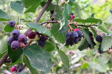 Blueberries on a tree in the garden. Proper nutrition and vitamins.