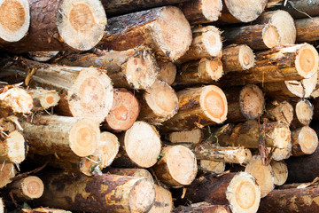 Harvesting timber at logging. Stacked in piles sawn timber.