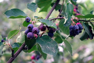 Blueberries on a tree in the garden. Proper nutrition and vitamins.