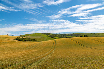 Golden wheat fields in Sussex on a sunny summers day