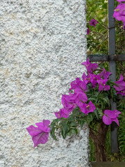 fiori di colore viola su sfondo di muro  bianco