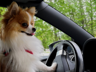 Dog driving a car. German Spitz driving a car