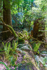 Fototapeta premium Fallen Tree Scene